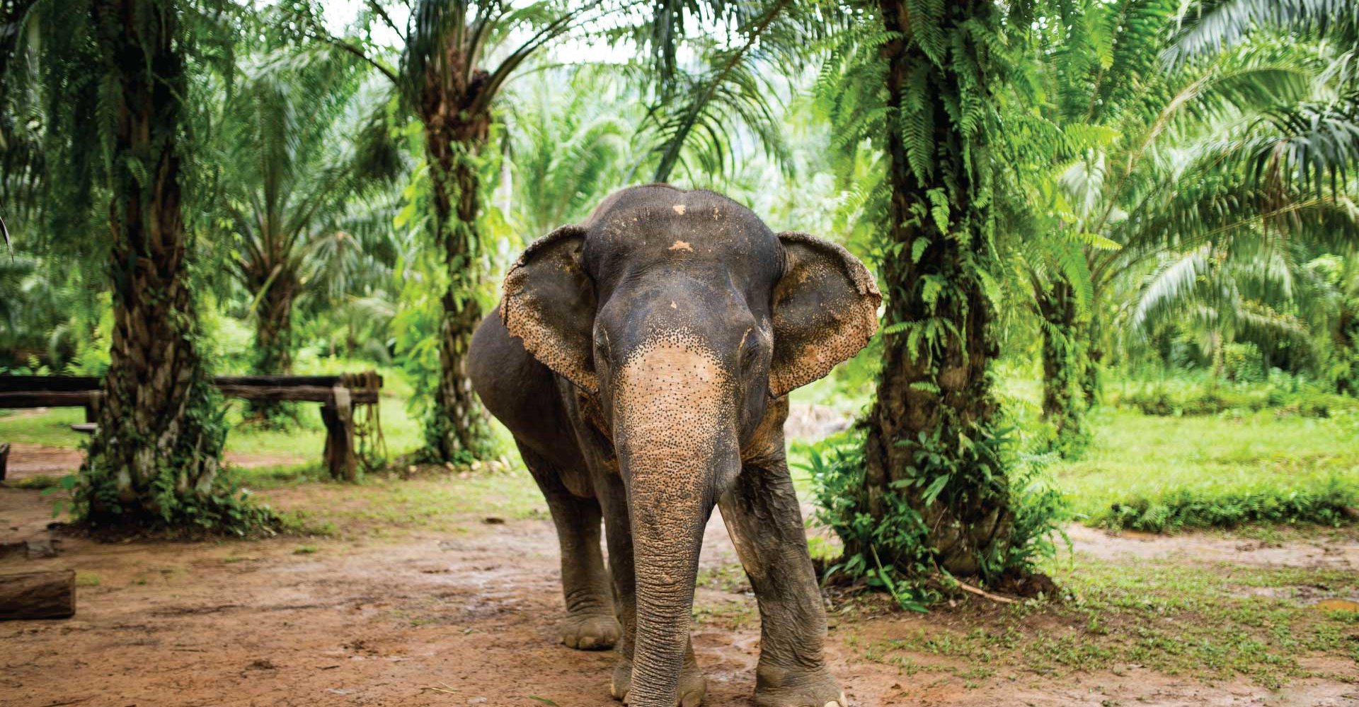 Elephant Experience | Anurak Lodge | Khao Sok National Park